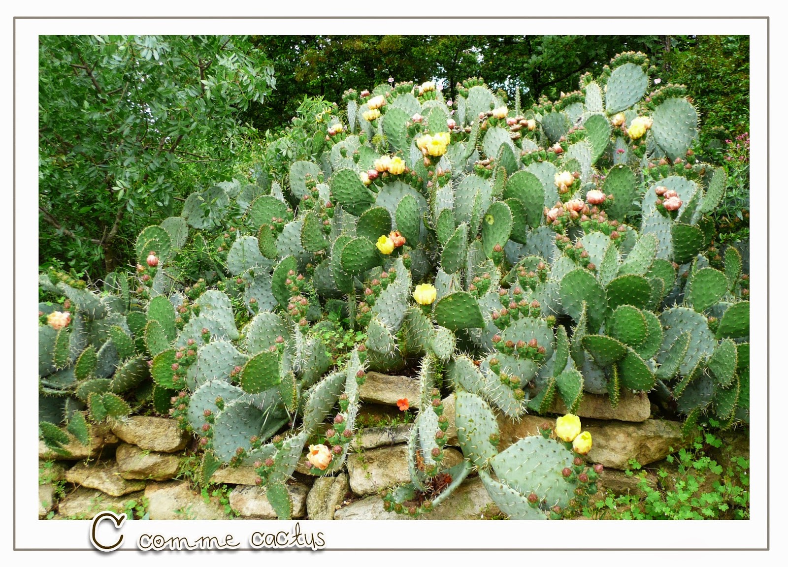 Challenge Photo PBS Lettre C