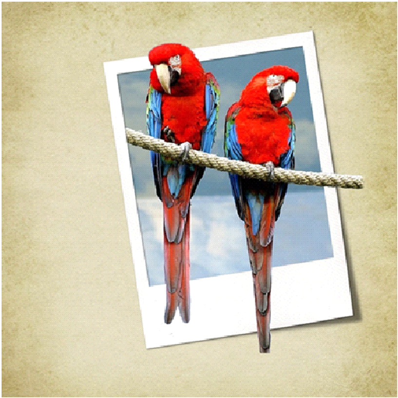 Tuto Hors cadre - HC - Out of Bound - OoB Photoshop et PSE- Clin d'oeil Design