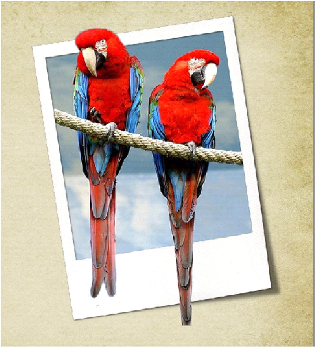 Tuto Hors cadre - HC - Out of Bound - OoB Photoshop et PSE- Clin d'oeil Design
