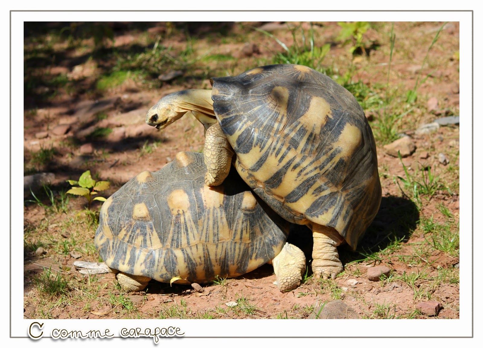 Challenge Photo PBS Lettre C