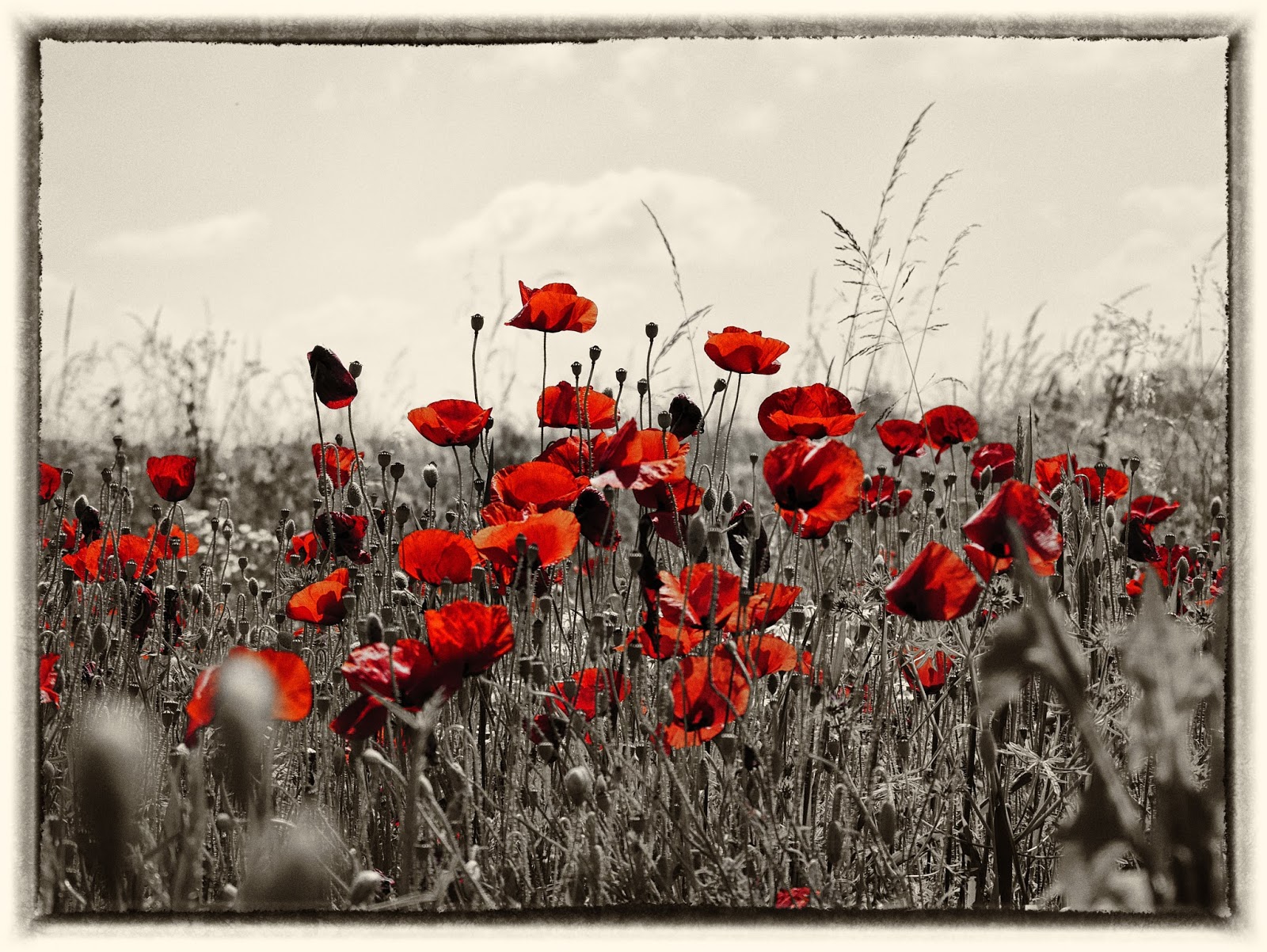 Clindoeildesign Noir et Blanc et colorisation partielle : Filtre SILVER EFEX NIK Collection