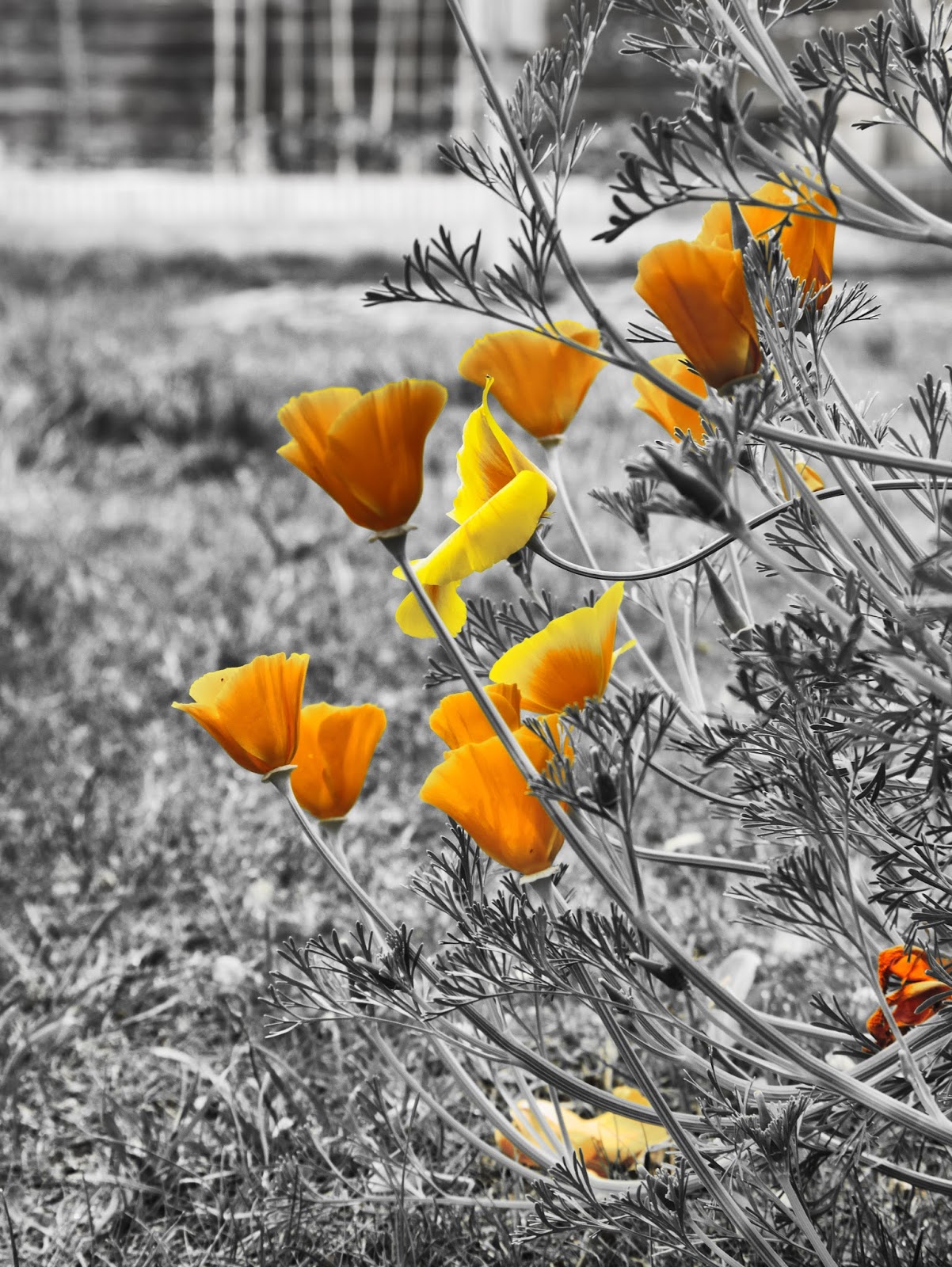 Clindoeildesign Noir et Blanc et colorisation partielle : Filtre SILVER EFEX NIK Collection