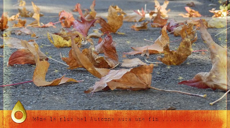 Cadre transparent Photoshop PSE opacité du fond