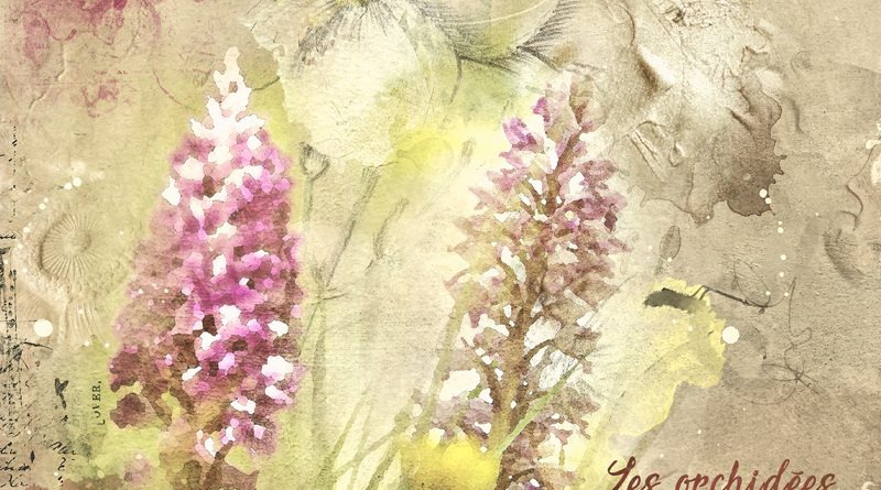 Les orchidées du Lilental - Anna Aspnes Color challenge