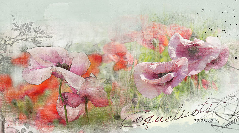 Coquelicots Anna Lift