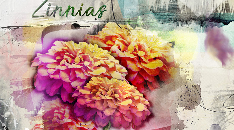 Zinnias - Anna Color challenge