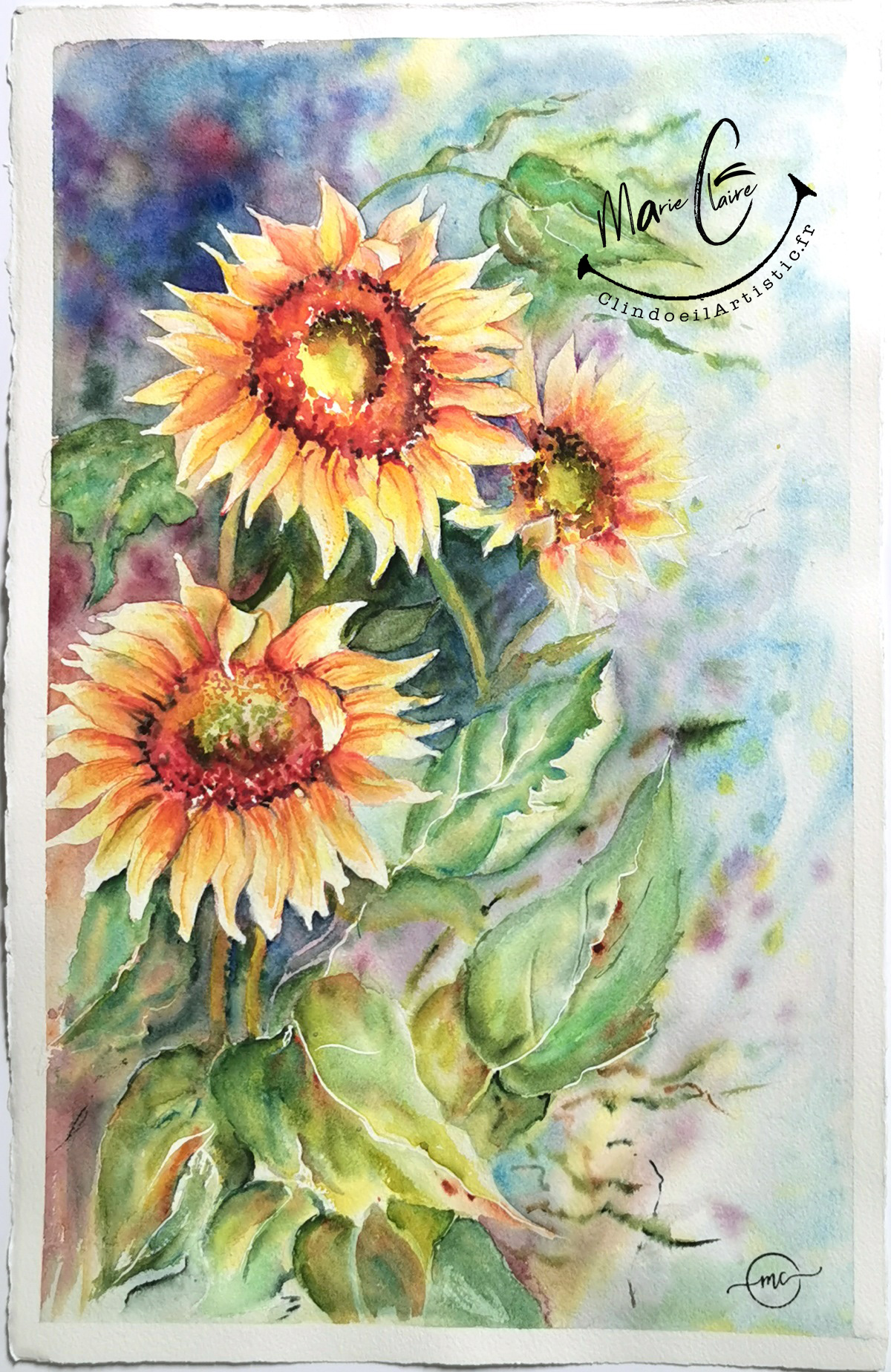 Tournesols