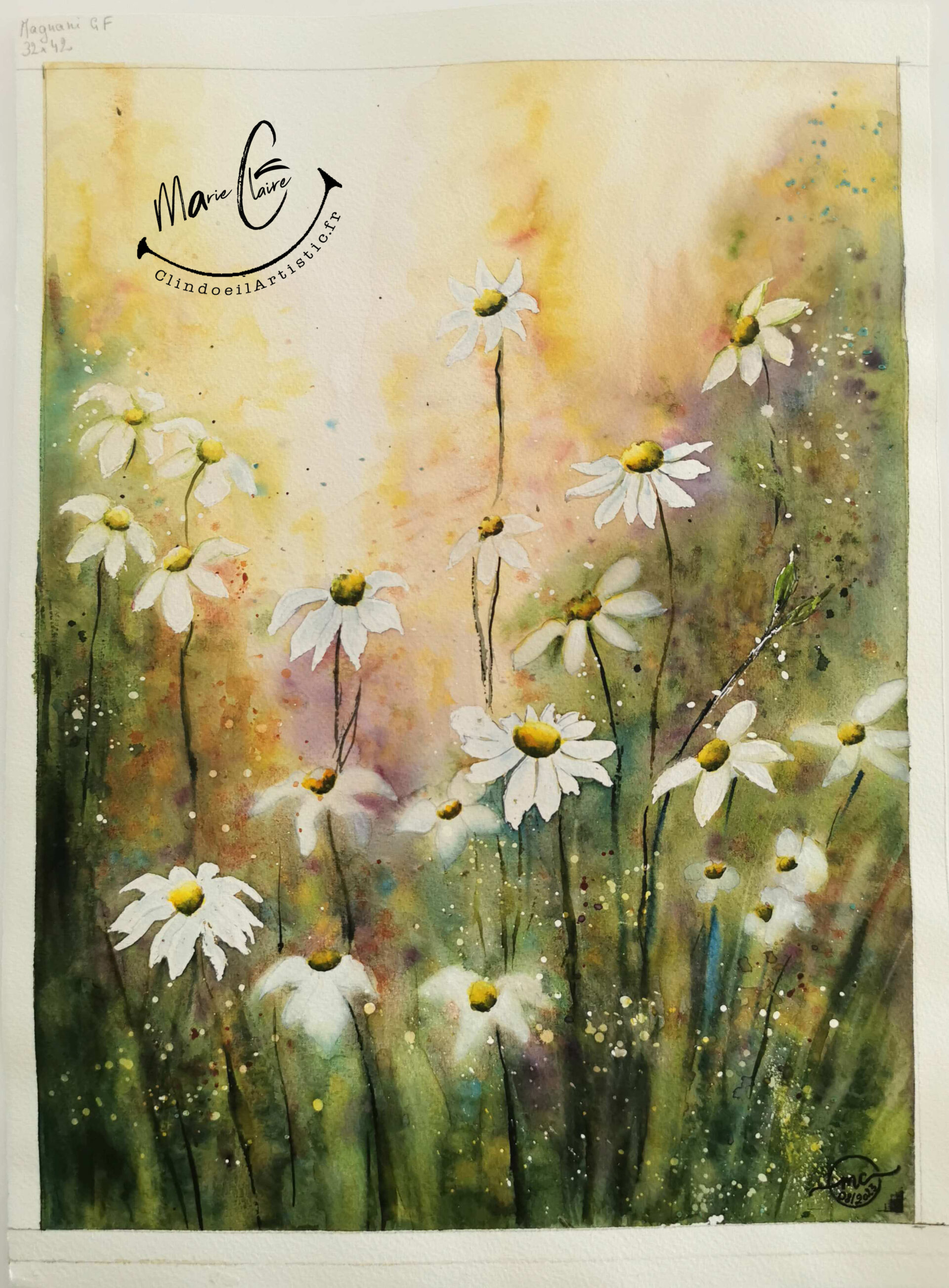 Prairie fleurie Marguerites